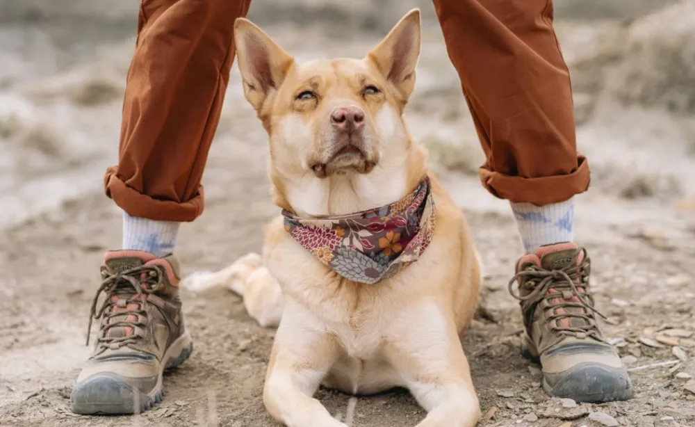 Hot Women'S Ridge Flex Waterproof Boot | Timberwolf/Brick Dust Women Boots